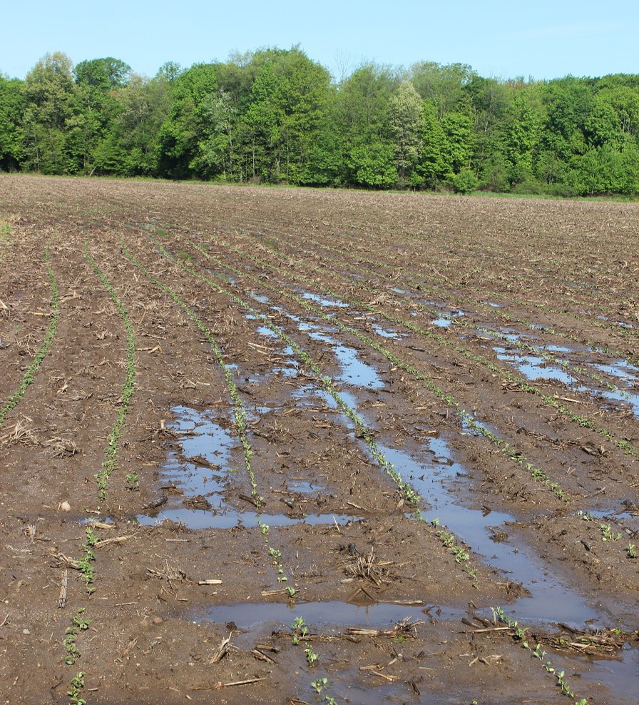 Beans emerging